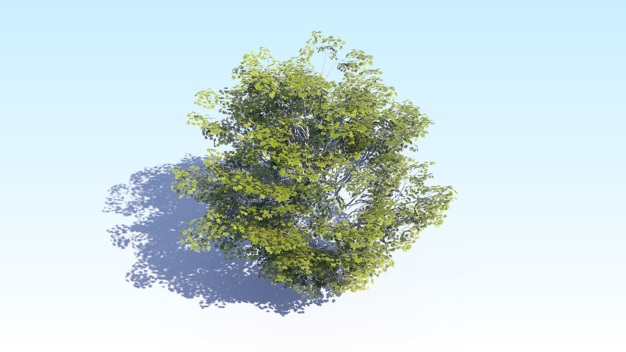 Maple Acer Tree 06 ArchViz 3D model_11