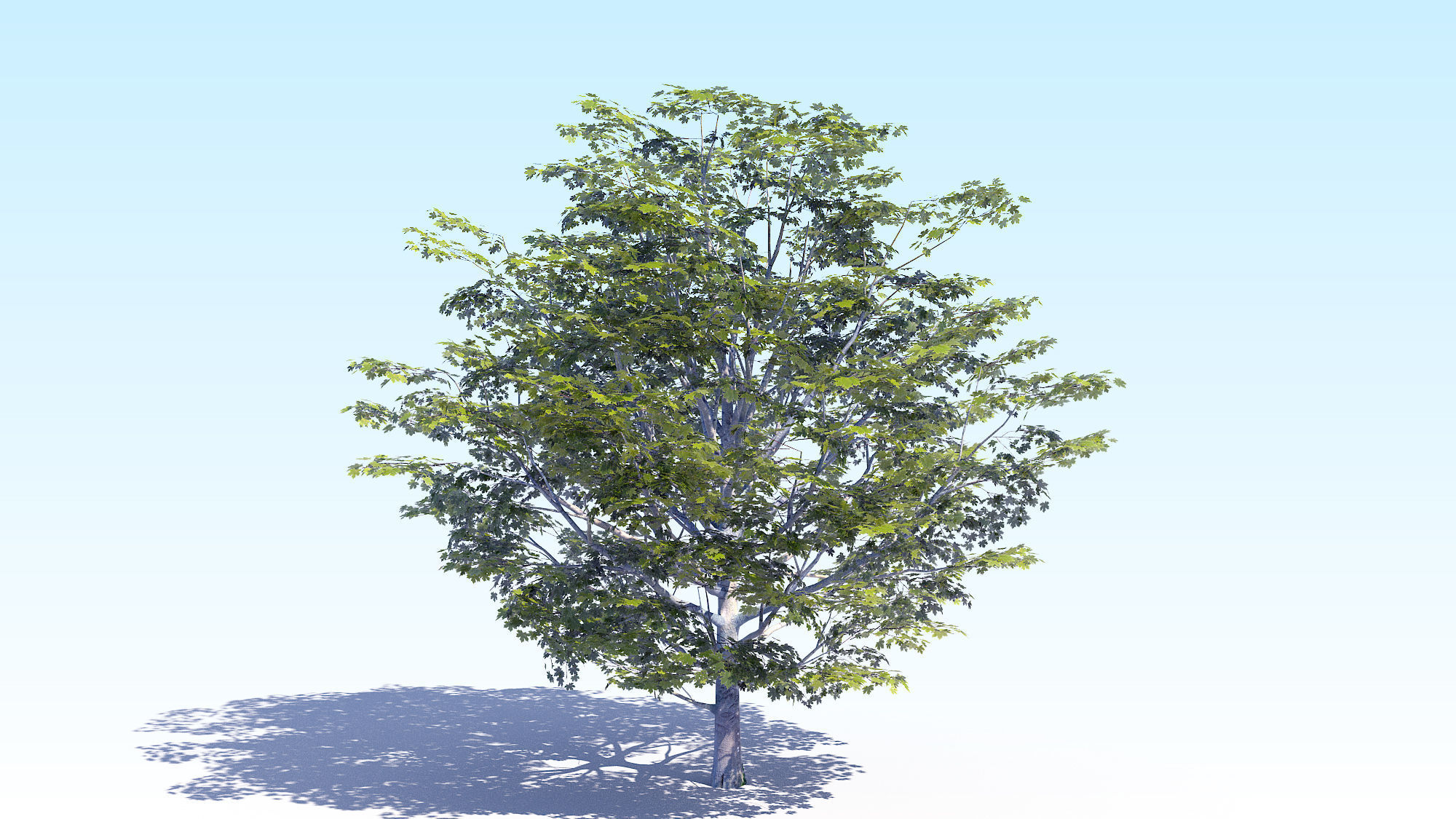 Maple Acer Tree 06 ArchViz 3D model_5