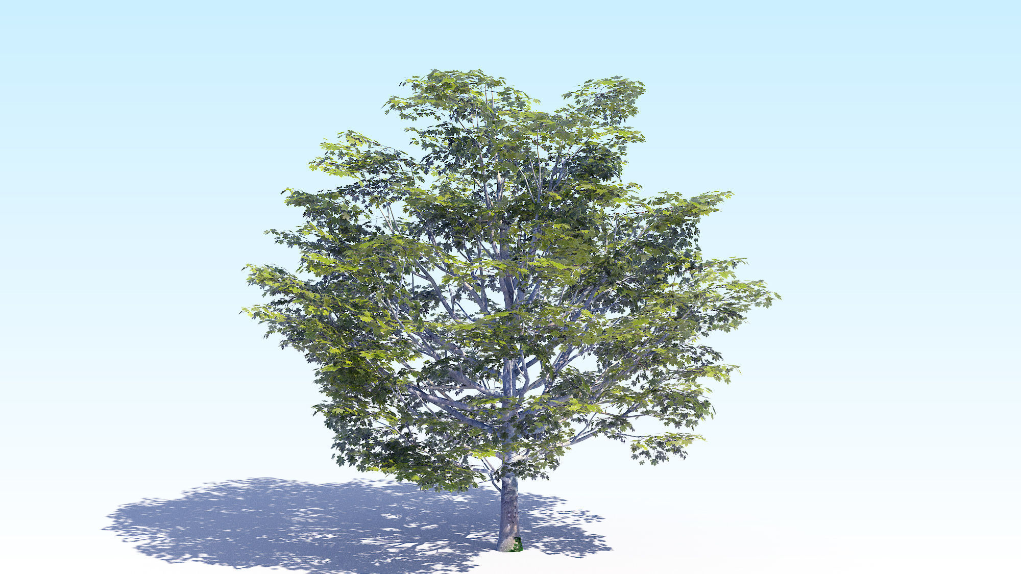 Maple Acer Tree 06 ArchViz 3D model_6