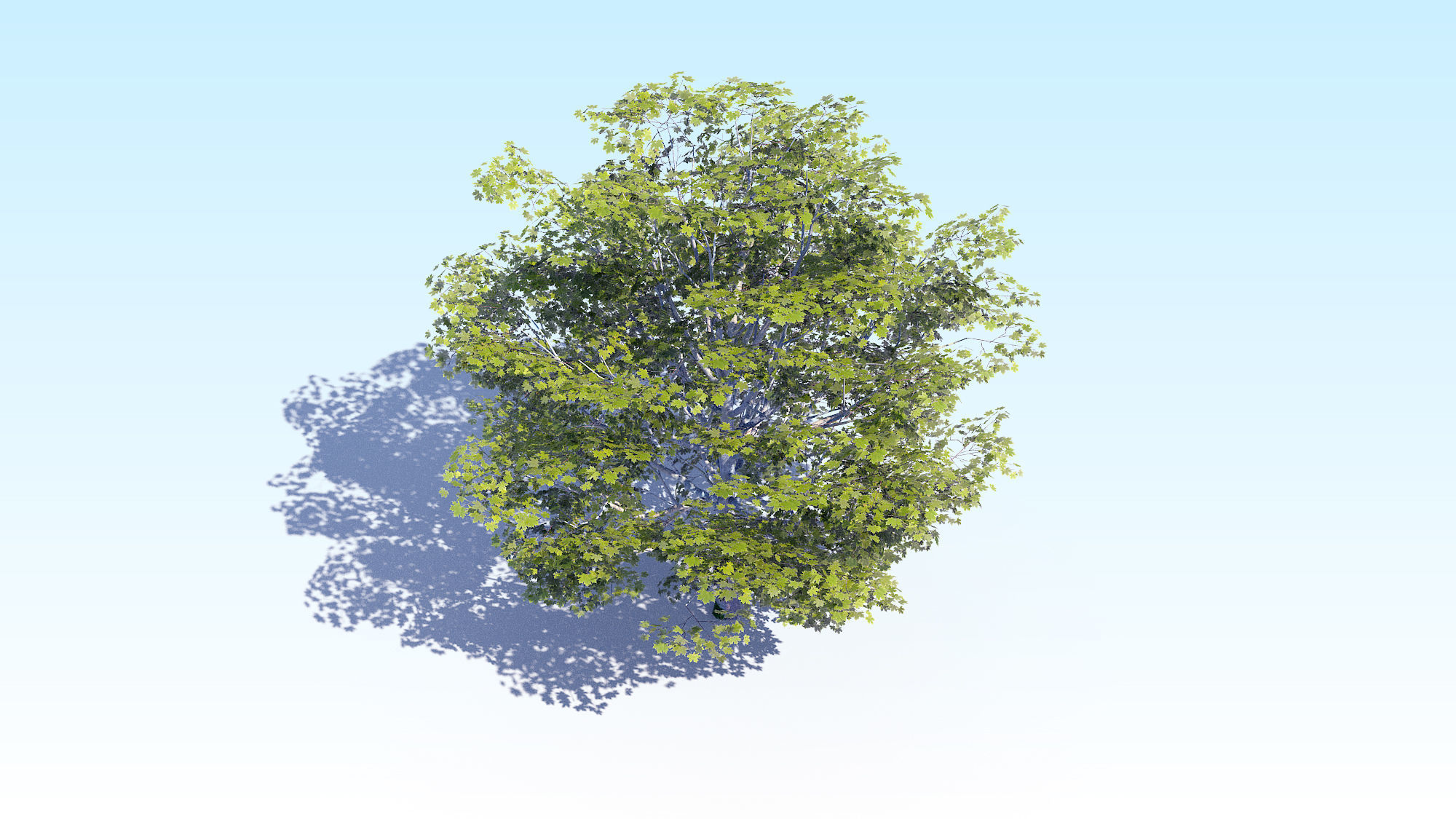 Maple Acer Tree 06 ArchViz 3D model_8