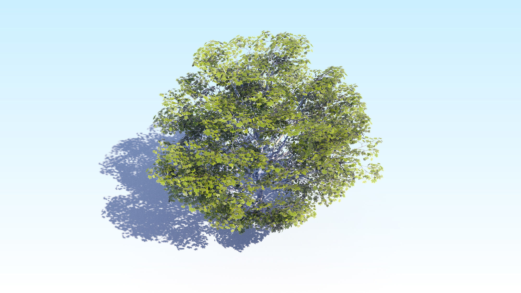 Maple Acer Tree 06 ArchViz 3D model_9