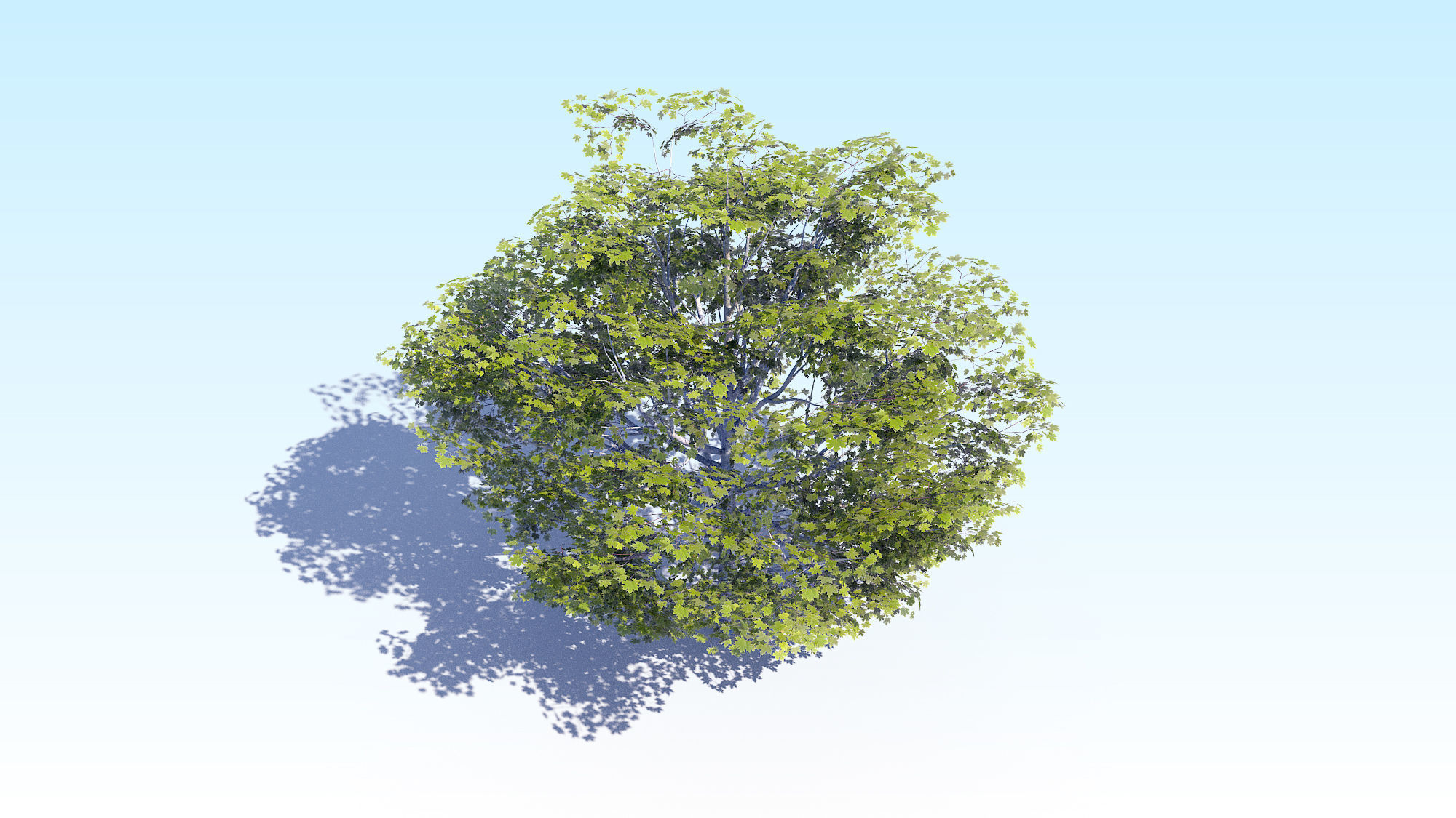 Maple Acer Tree 06 ArchViz 3D model_10