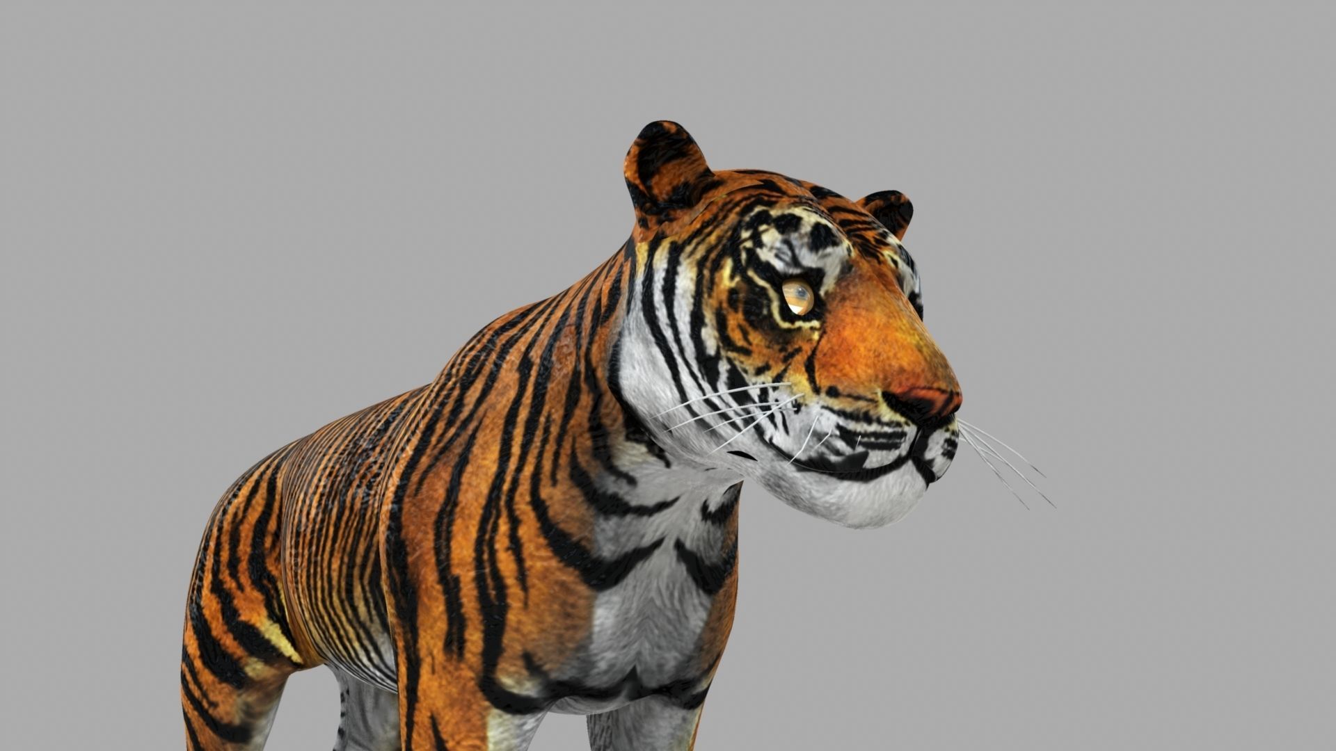 Tiger 3D model_17