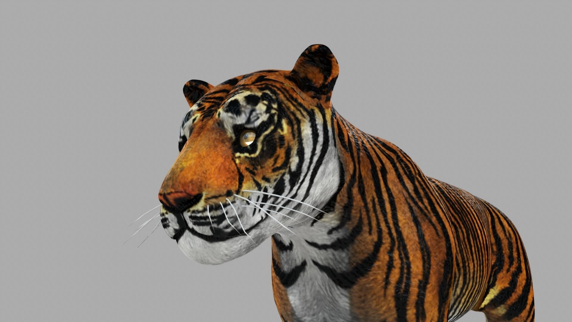 Tiger 3D model_19
