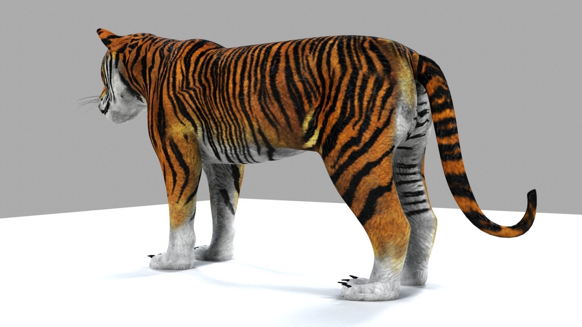 Tiger 3D model_2