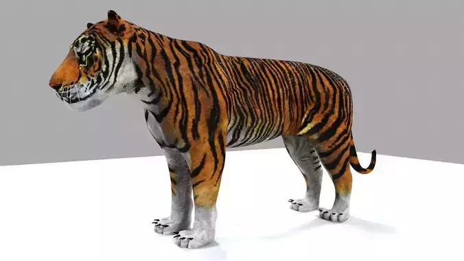 Tiger