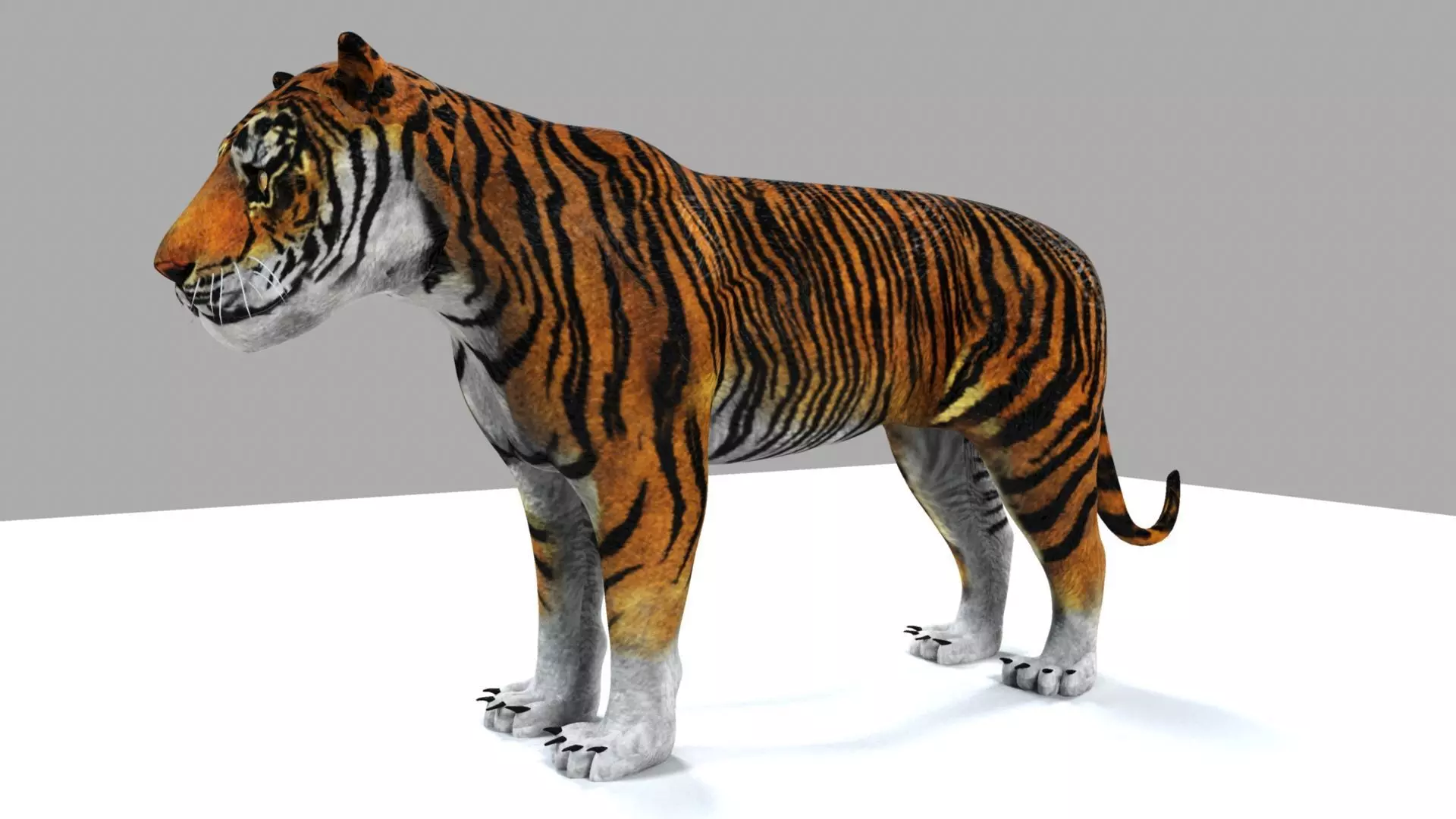 Tiger 3D model_0