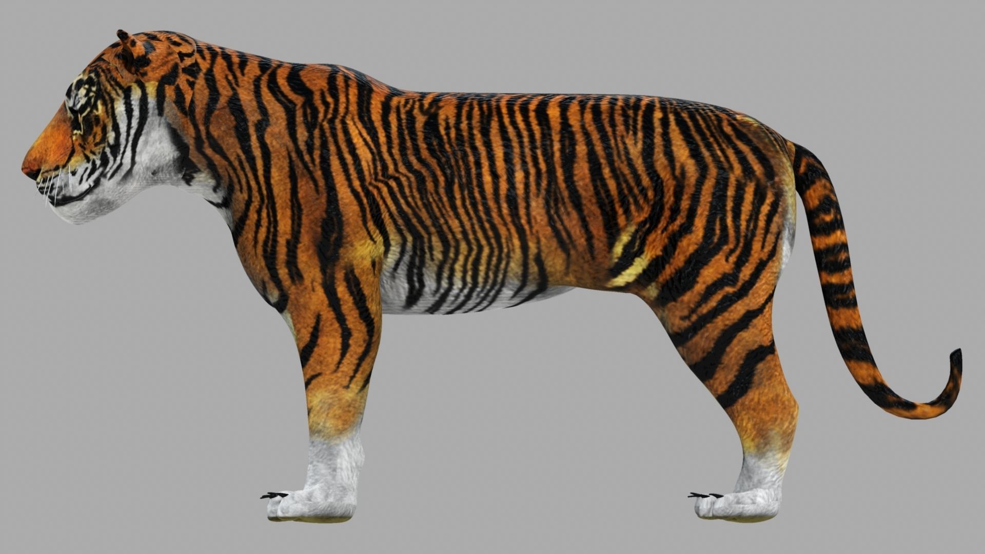 Tiger 3D model_13