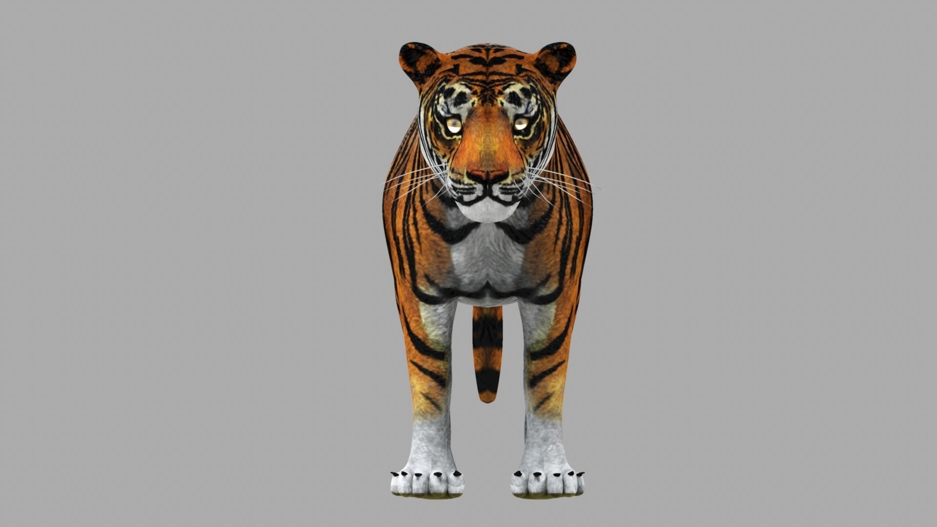 Tiger 3D model_7