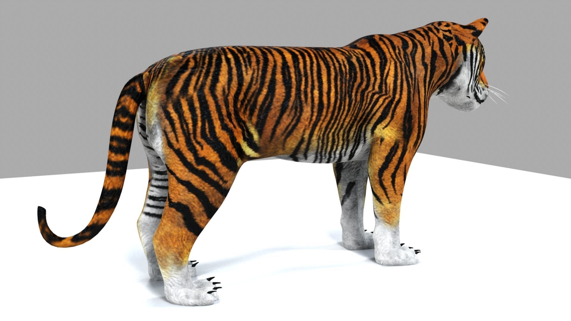 Tiger 3D model_3