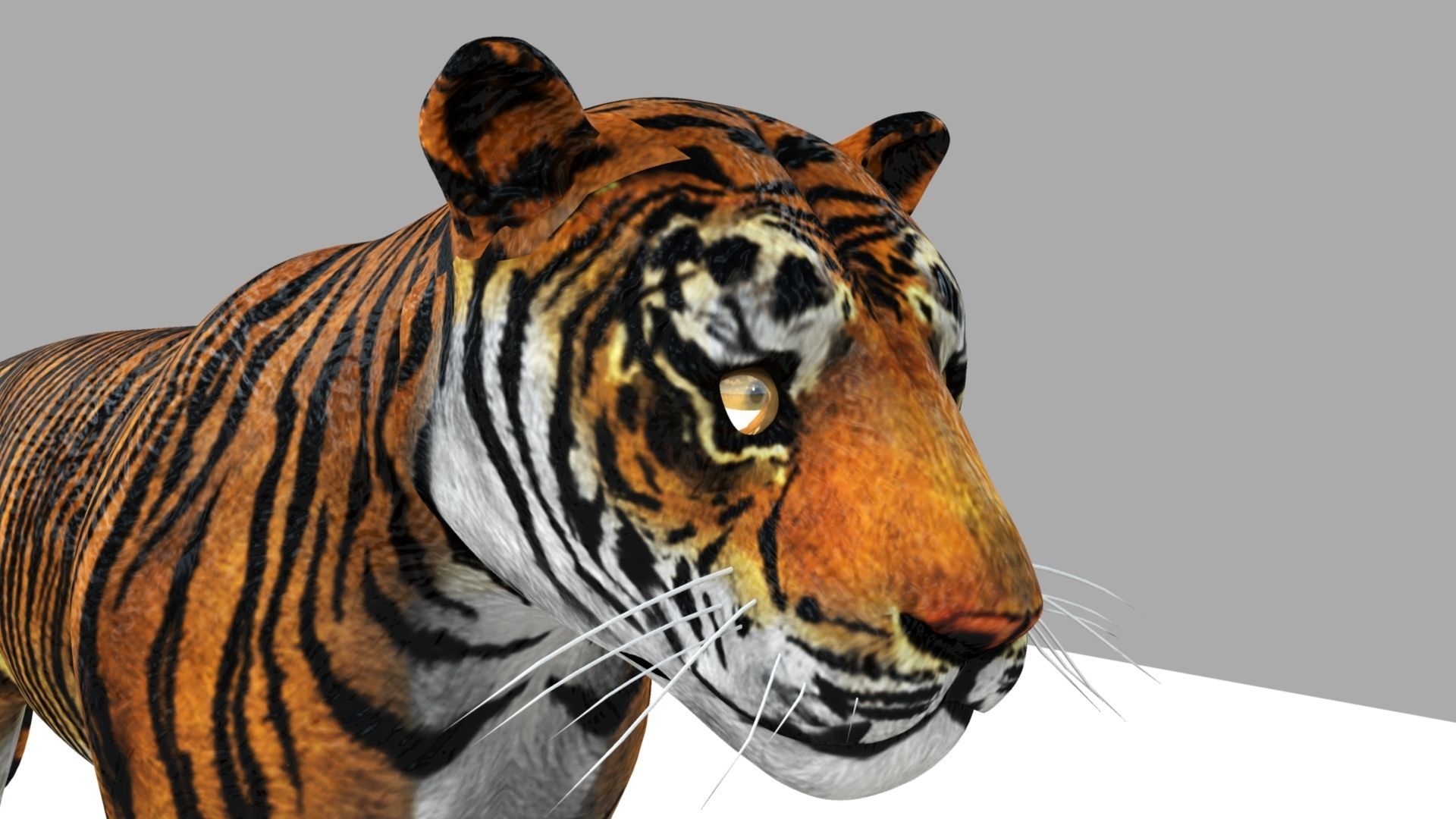 Tiger 3D model_14