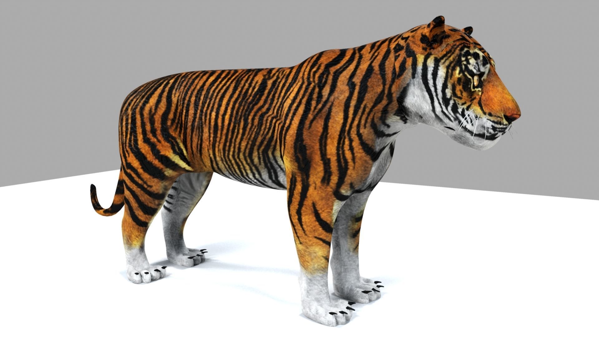 Tiger 3D model_4