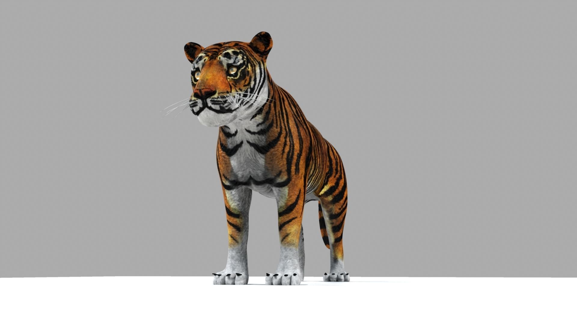 Tiger 3D model_15