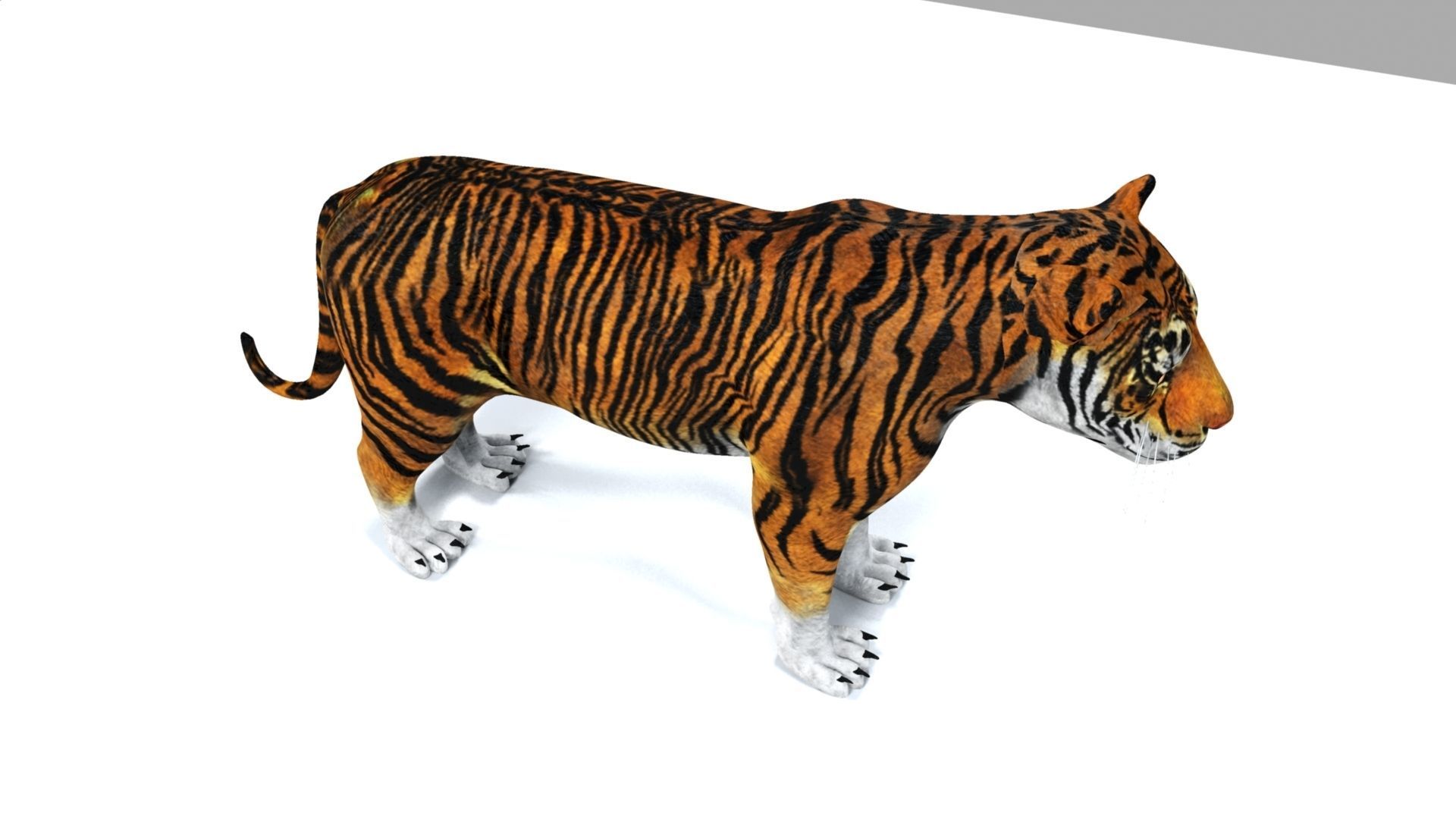 Tiger 3D model_10