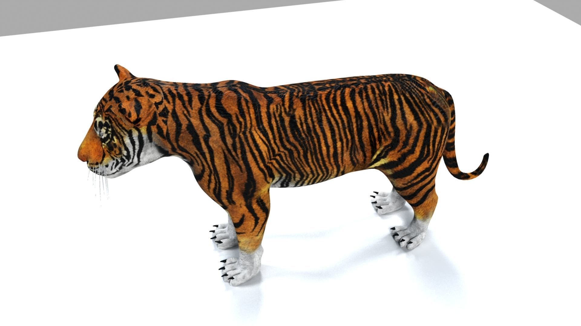 Tiger 3D model_16