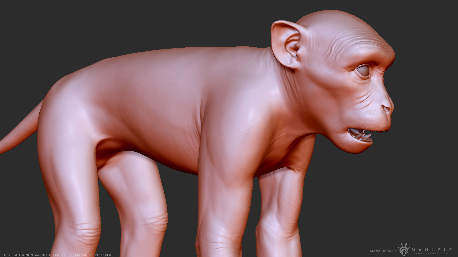 Rhesus Macaque Monkey - Highpoly Sculpture 3D model_9
