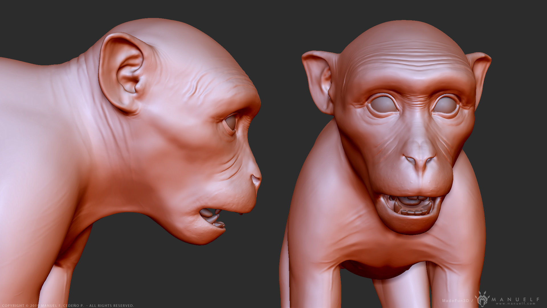 Rhesus Macaque Monkey - Highpoly Sculpture 3D model_10