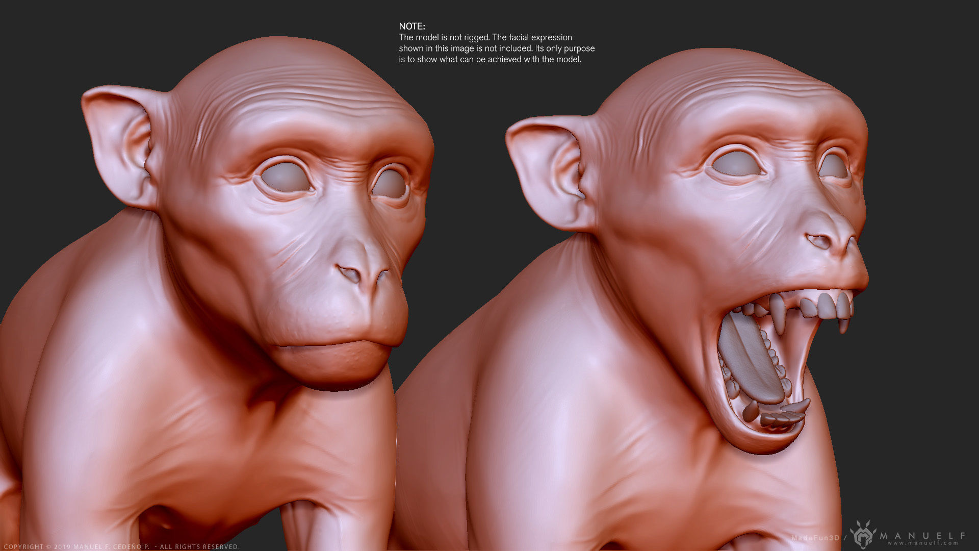 Rhesus Macaque Monkey - Highpoly Sculpture 3D model_12