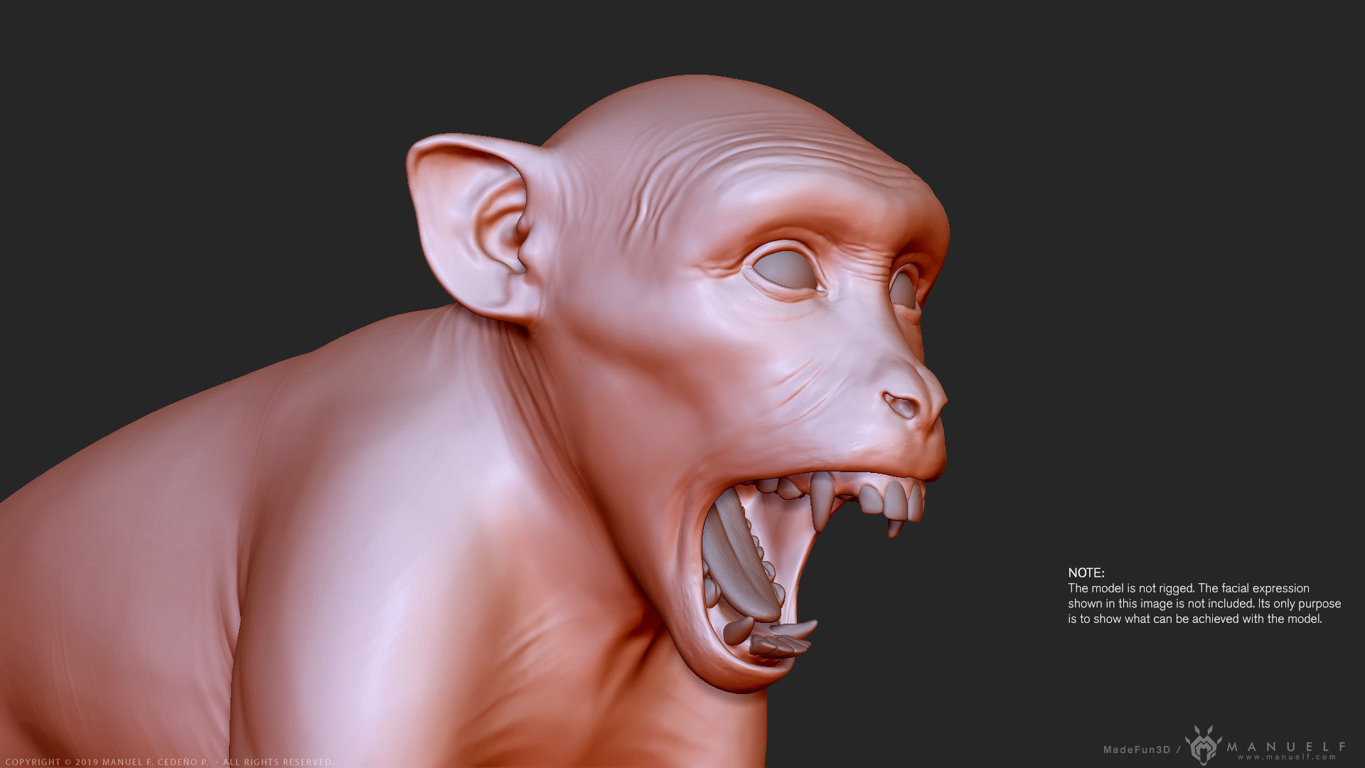Rhesus Macaque Monkey - Highpoly Sculpture 3D model_13
