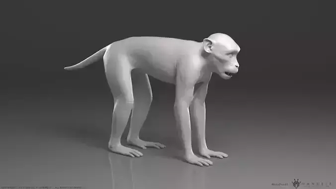 Rhesus Macaque Monkey - Highpoly Sculpture 3D model