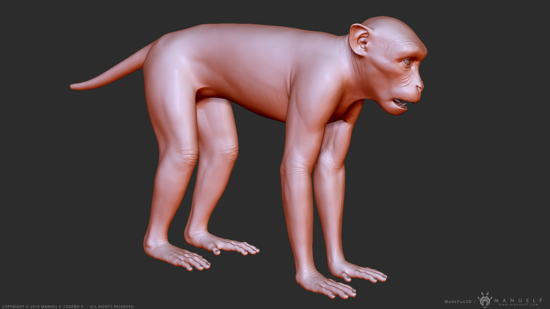 Rhesus Macaque Monkey - Highpoly Sculpture 3D model_7