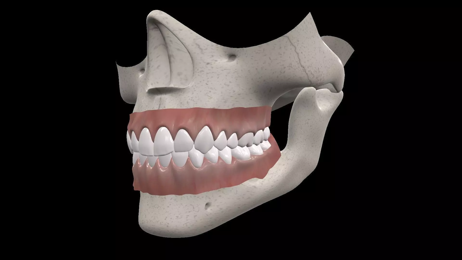 Skull human with teeth missing 3D model