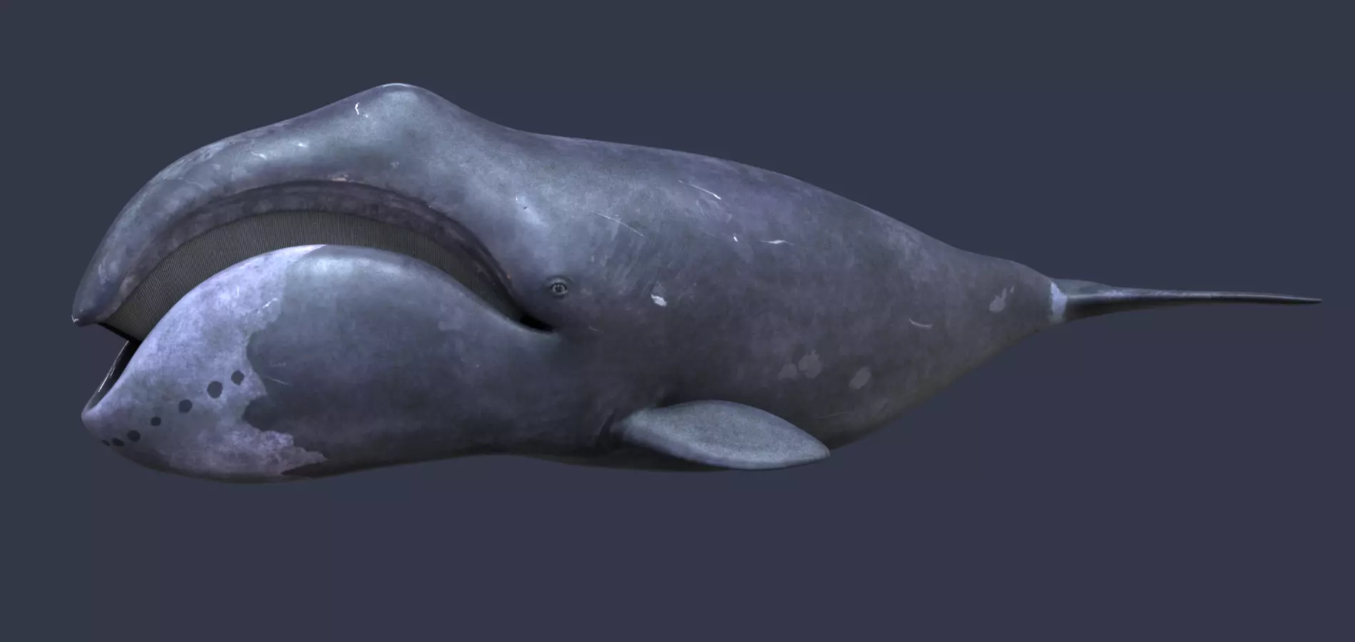 Bowhead whale 3D model_0