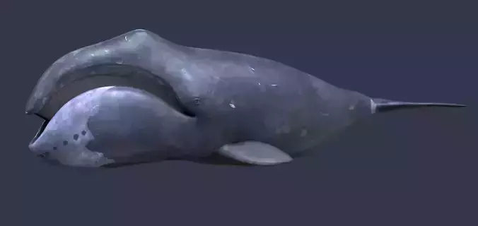 Bowhead whale