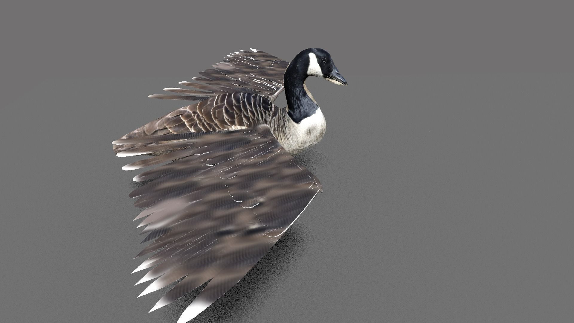 goose canadian with wings spread 3D model_3