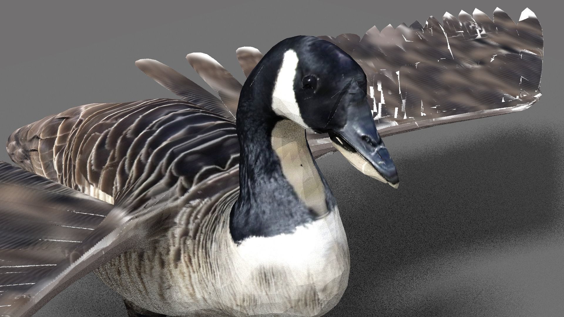 goose canadian with wings spread 3D model_6