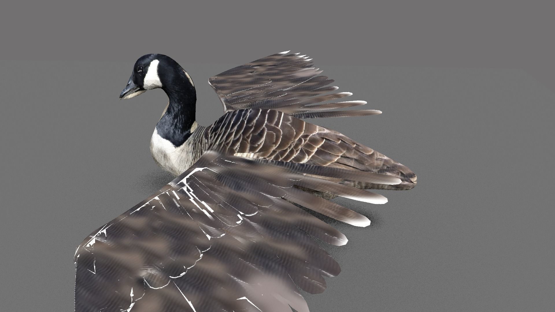 goose canadian with wings spread 3D model_2