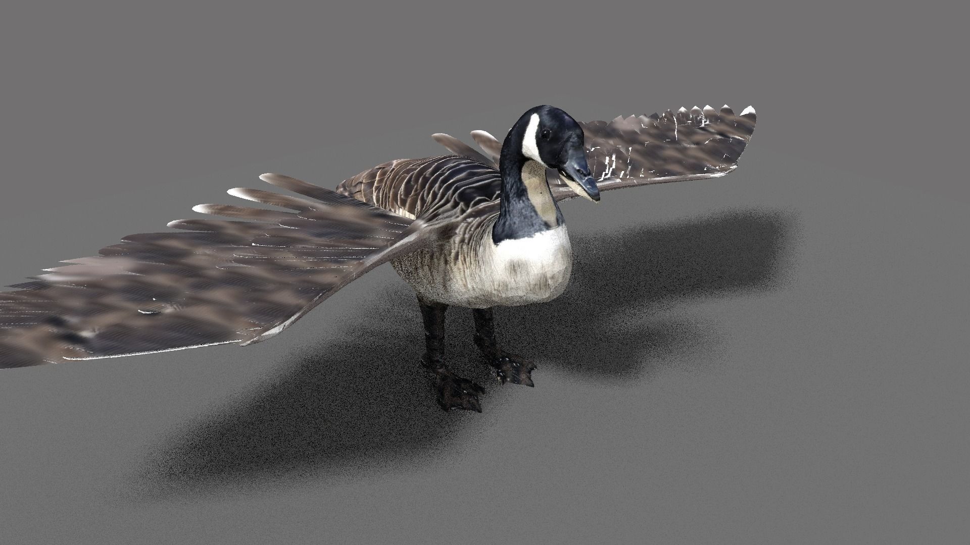 goose canadian with wings spread 3D model_4