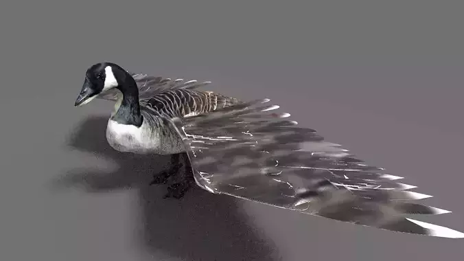 goose canadian with wings spread 3D model