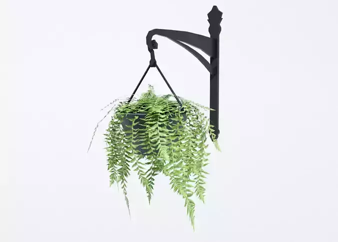 Fern in Hanging Pot