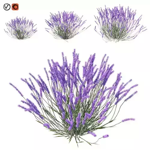 Lavandula lavender plants