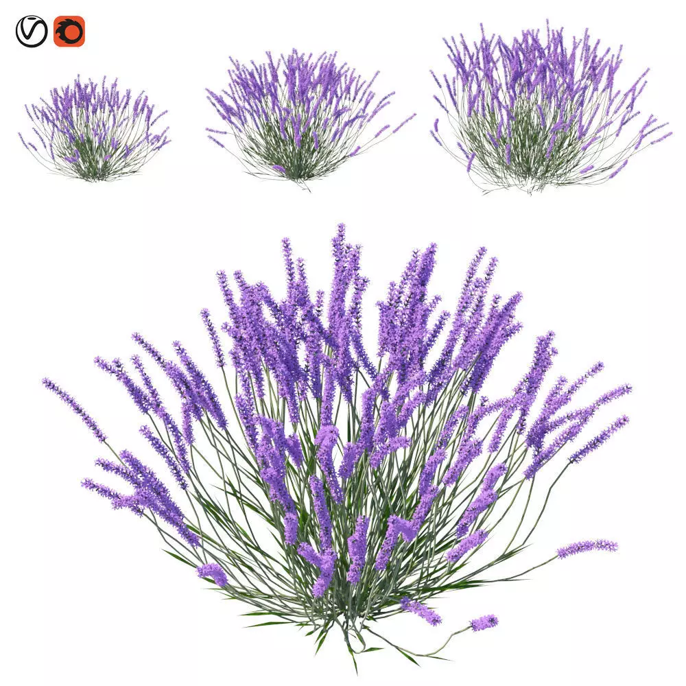Lavandula lavender plants 3D model