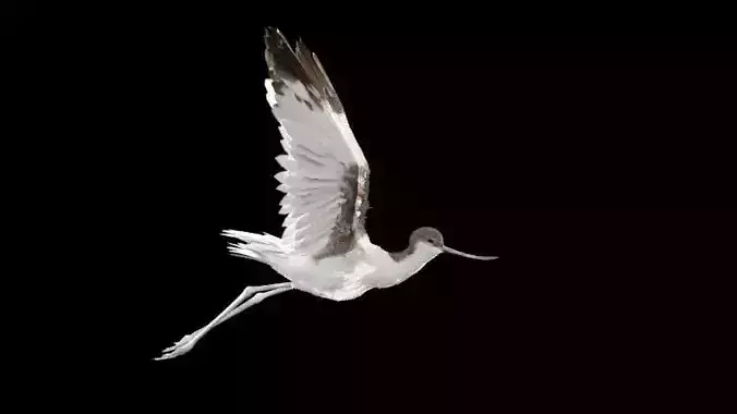 Realistic Avocet Rigged bird Not animated 3D model