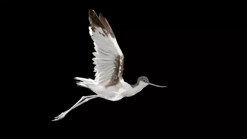 Realistic Avocet bird model with feather and hair 3D model_0