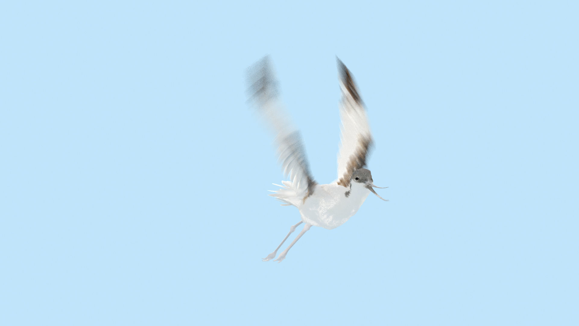 Realistic Avocet bird model with feather and hair 3D model_7