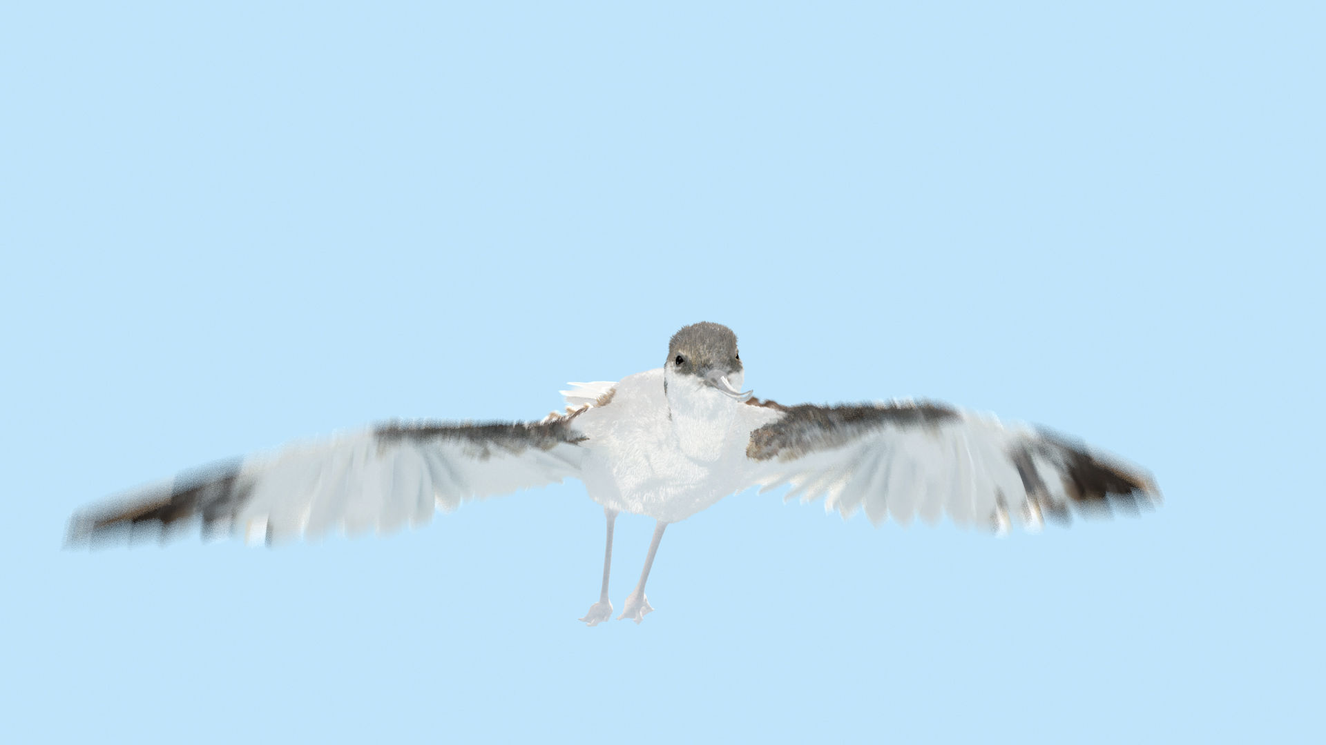 Realistic Avocet bird model with feather and hair 3D model_6