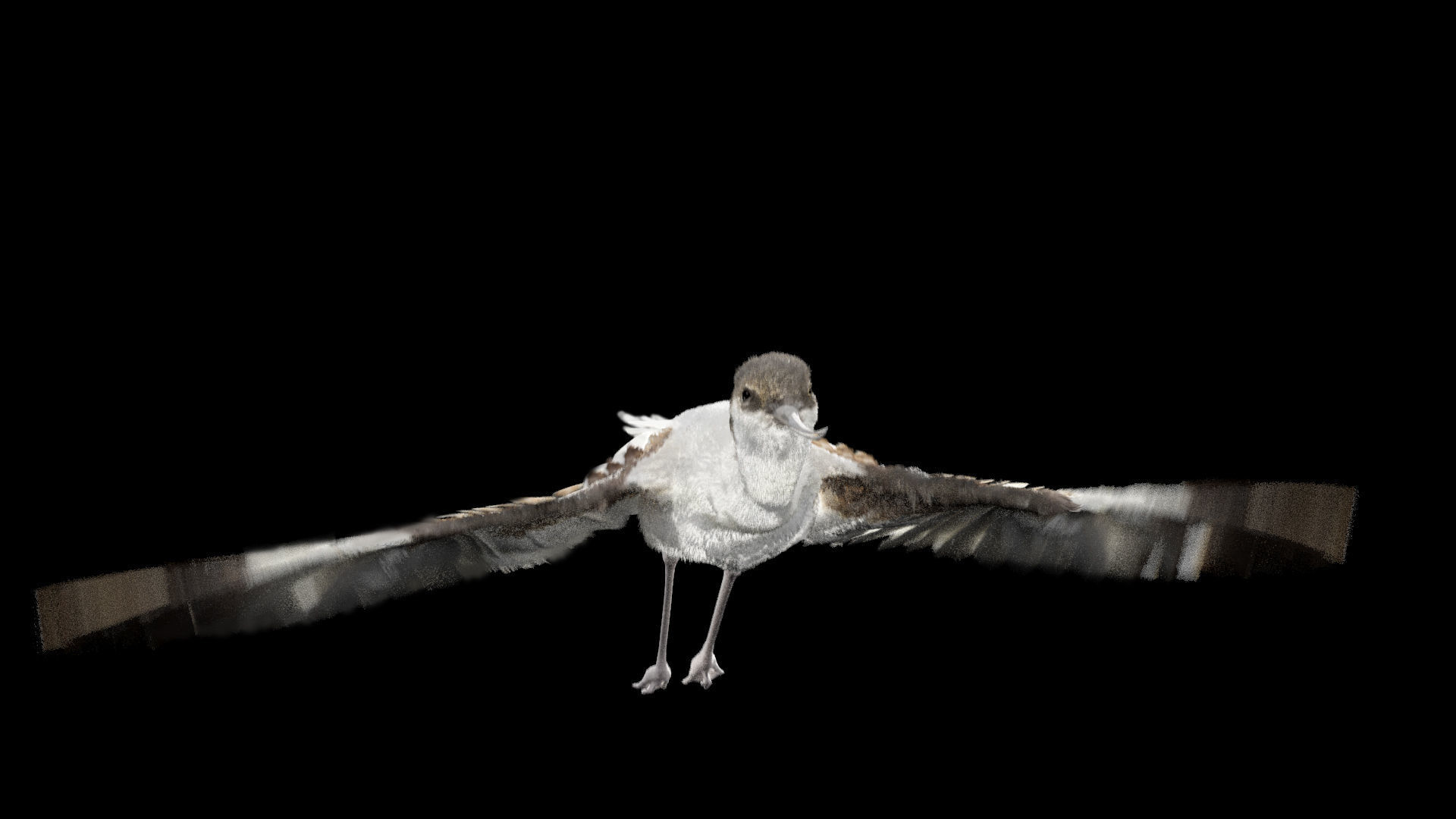 Realistic Avocet bird model with feather and hair 3D model_5
