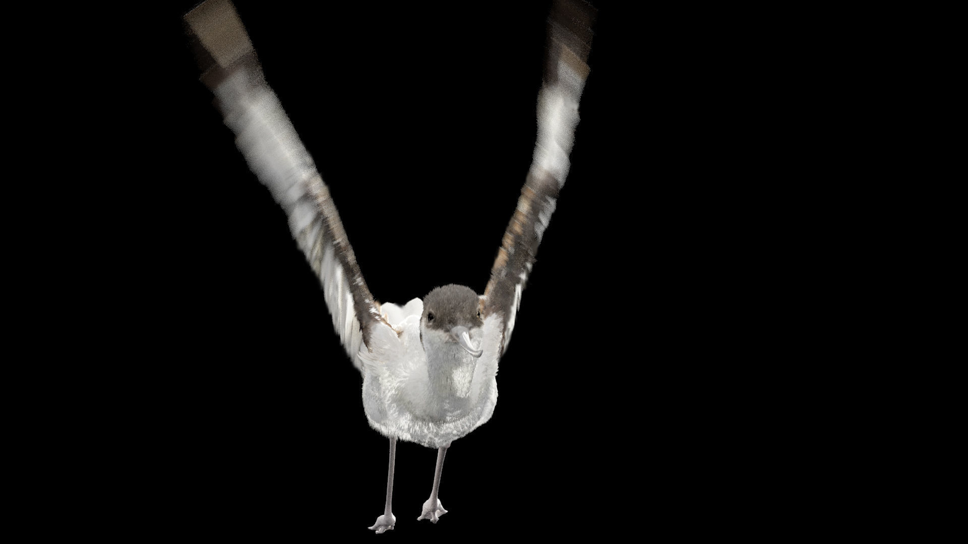 Realistic Avocet bird model with feather and hair 3D model_4