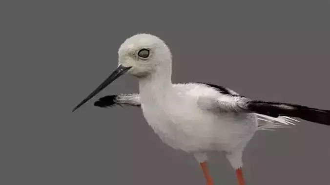 Realistic Stilt rigged animated bird with feather 3D model