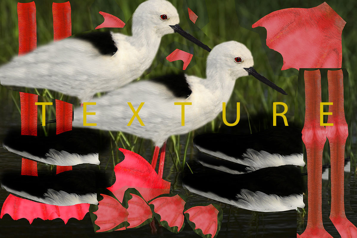 Realistic Stilt rigged animated bird with feather 3D model_13