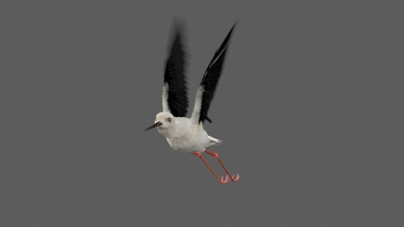 Realistic Stilt rigged animated bird with feather 3D model_10