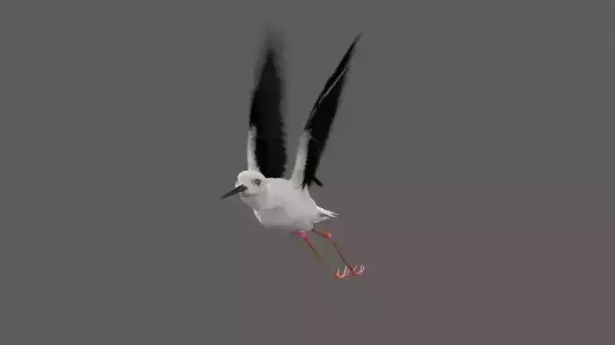 Realistic Stilt rigged bird with feather 3D model