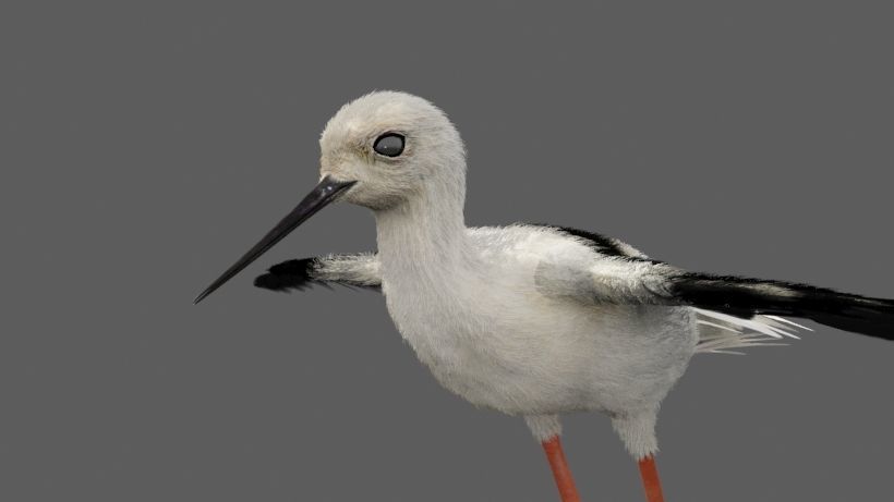 Realistic Stilt rigged bird with feather 3D model_9