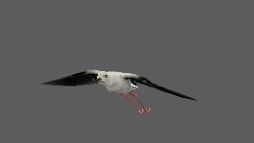 Realistic Stilt bird with feather 3D model_10