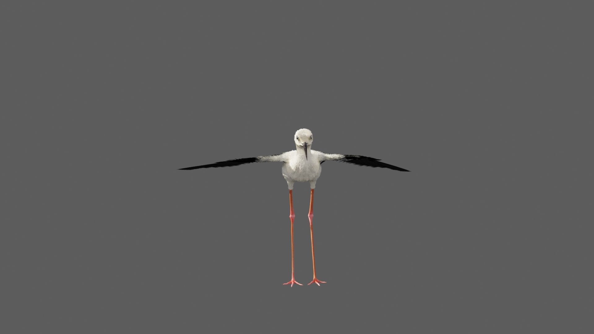 Realistic Stilt bird with feather 3D model_5