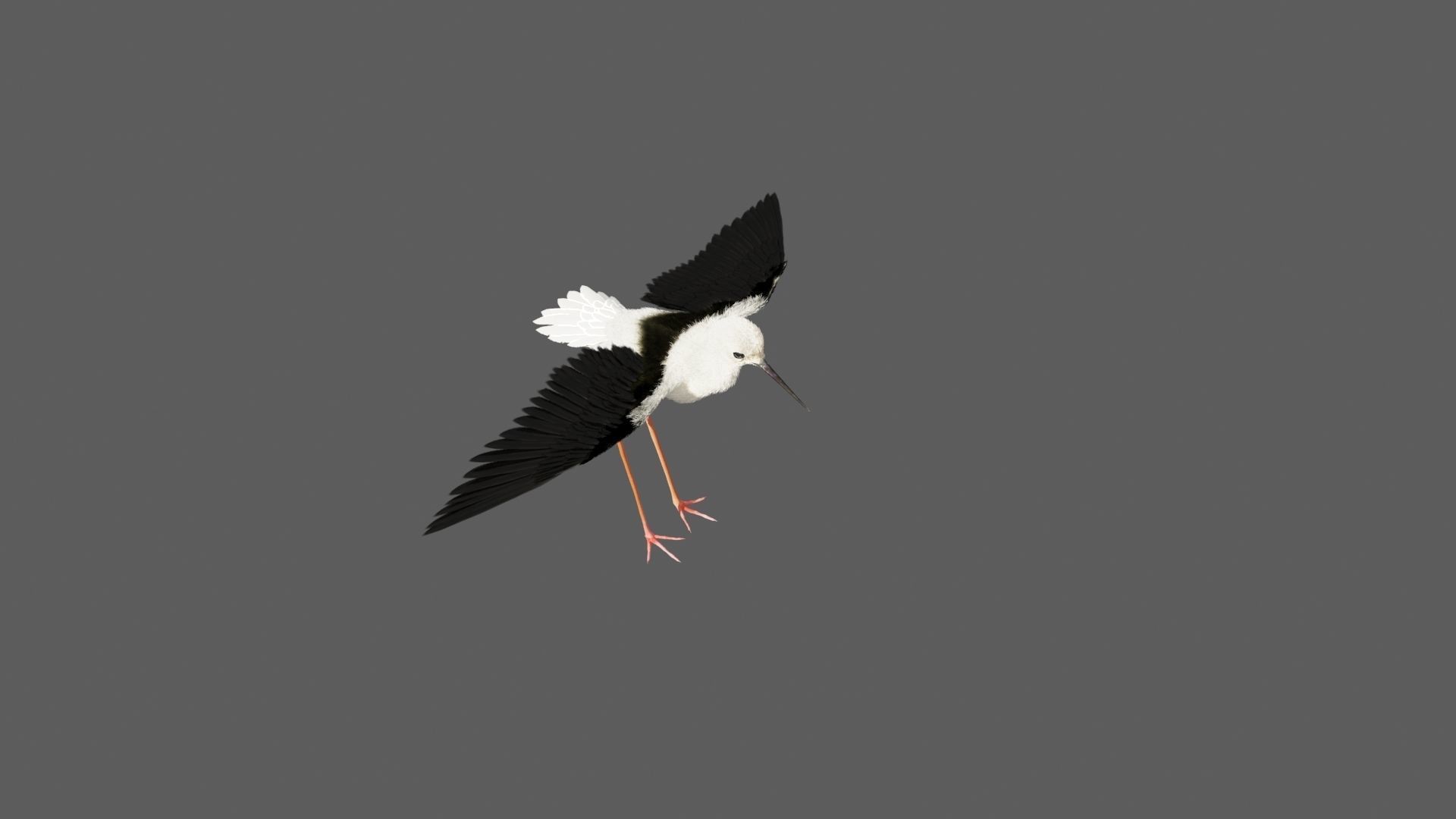 Realistic Stilt bird with feather 3D model_4